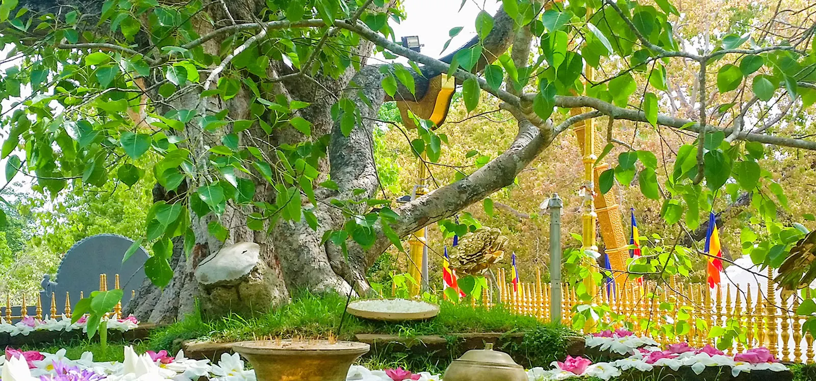 Jaya Sri Maha Bodhi: The World's Oldest Living Tree