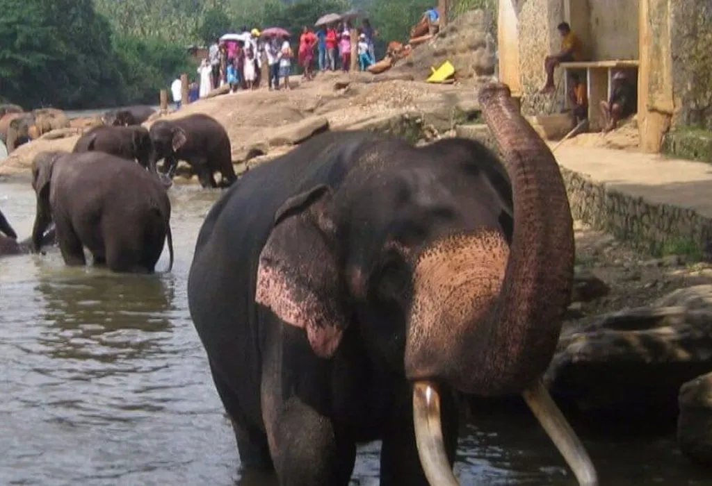 Discover the wonders of Pinnawala Elephant Orphanage with our complete guide. Learn about the elephants, their history, and what you can expect during your visit to this renowned sanctuary.