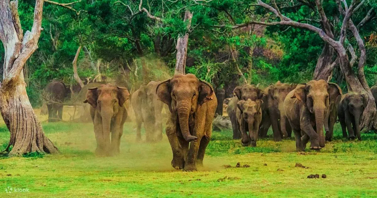 Udawalawe National Park Sri Lanka | Best Safari Experience