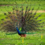 birds of Sri LankaIMG 0635a11