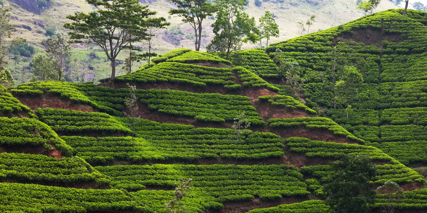 tea-plantation-sri-lanka